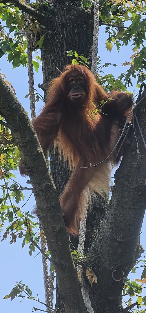 Orang utan
