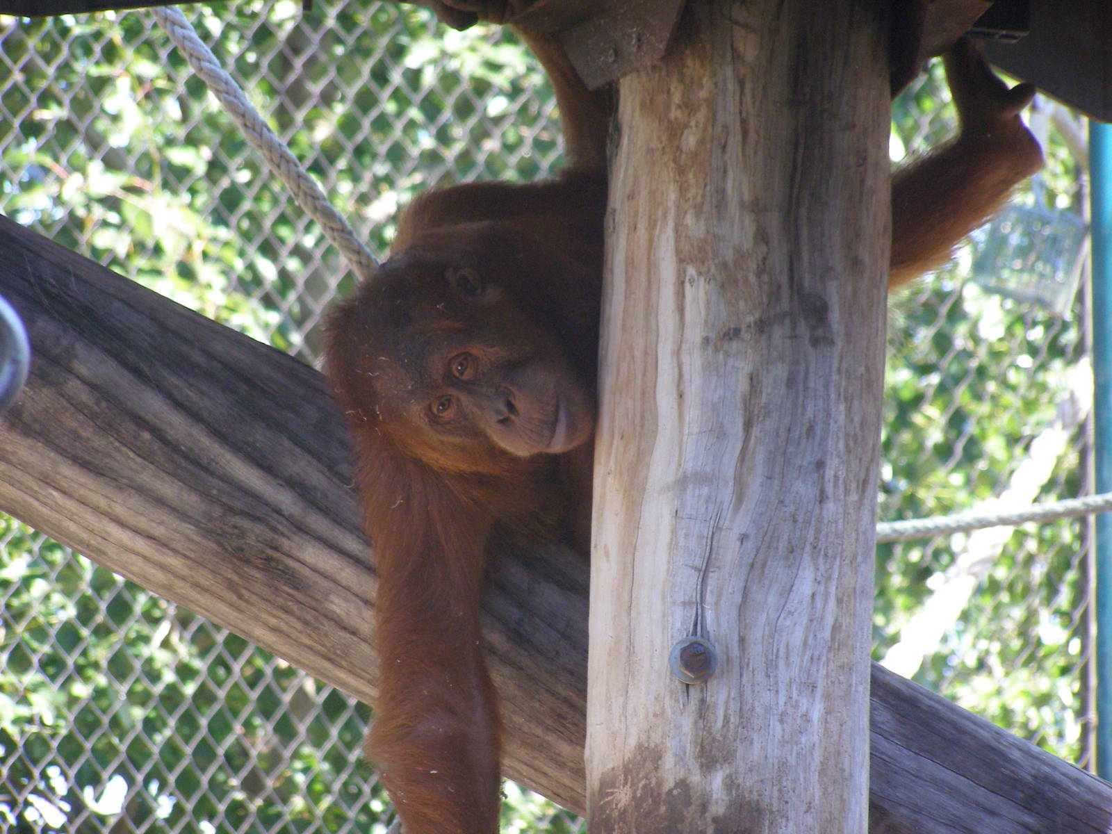 Orang Utan