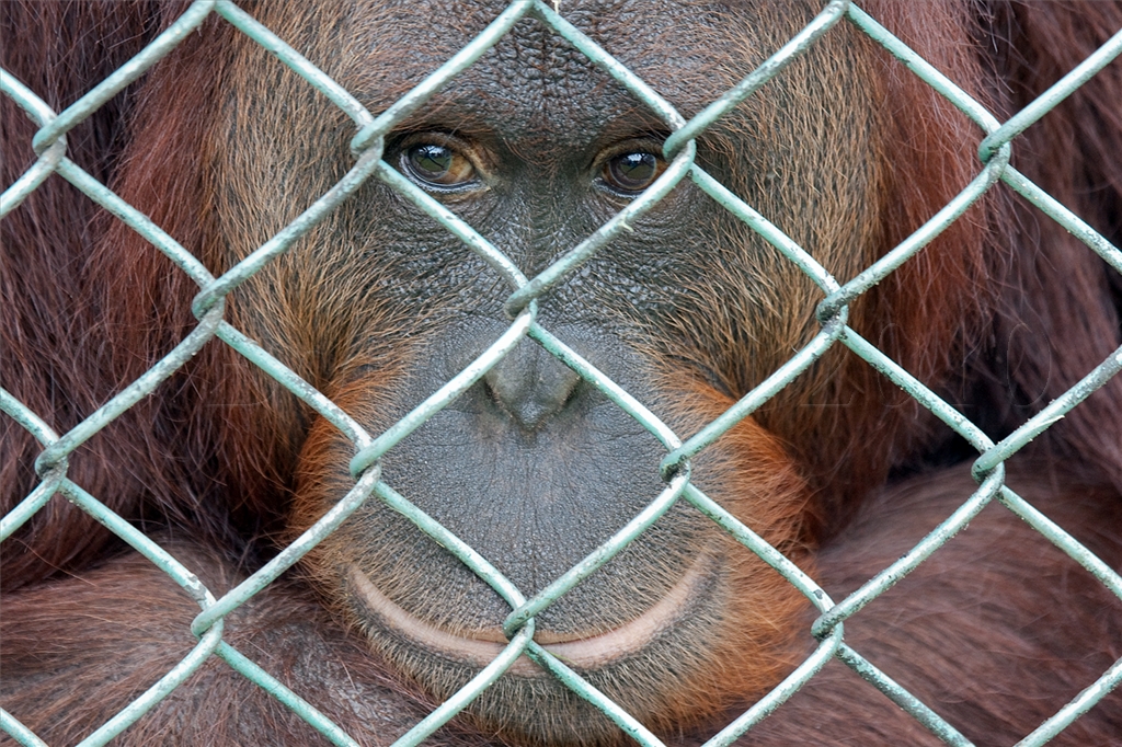 Orang-utan