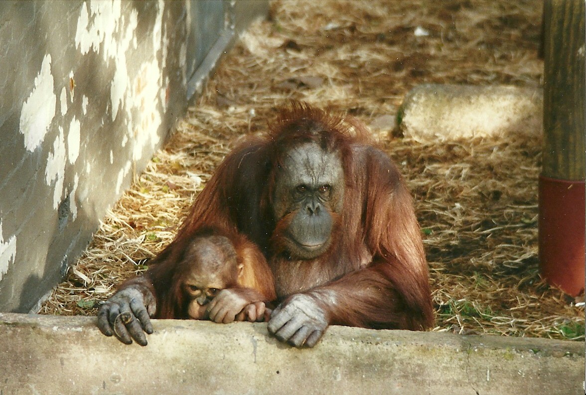 Orang-utans 28th October 1995