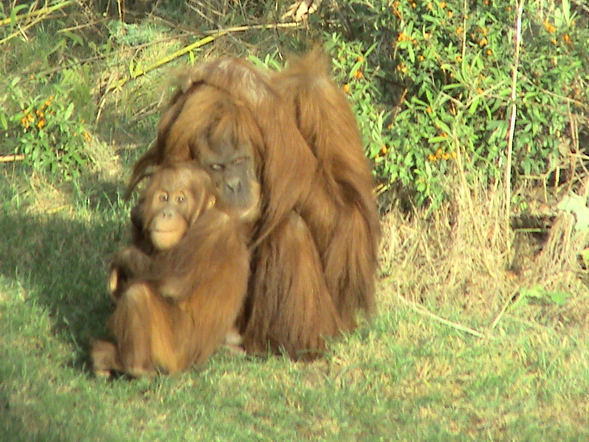 Orang Utans at Chester Zoo