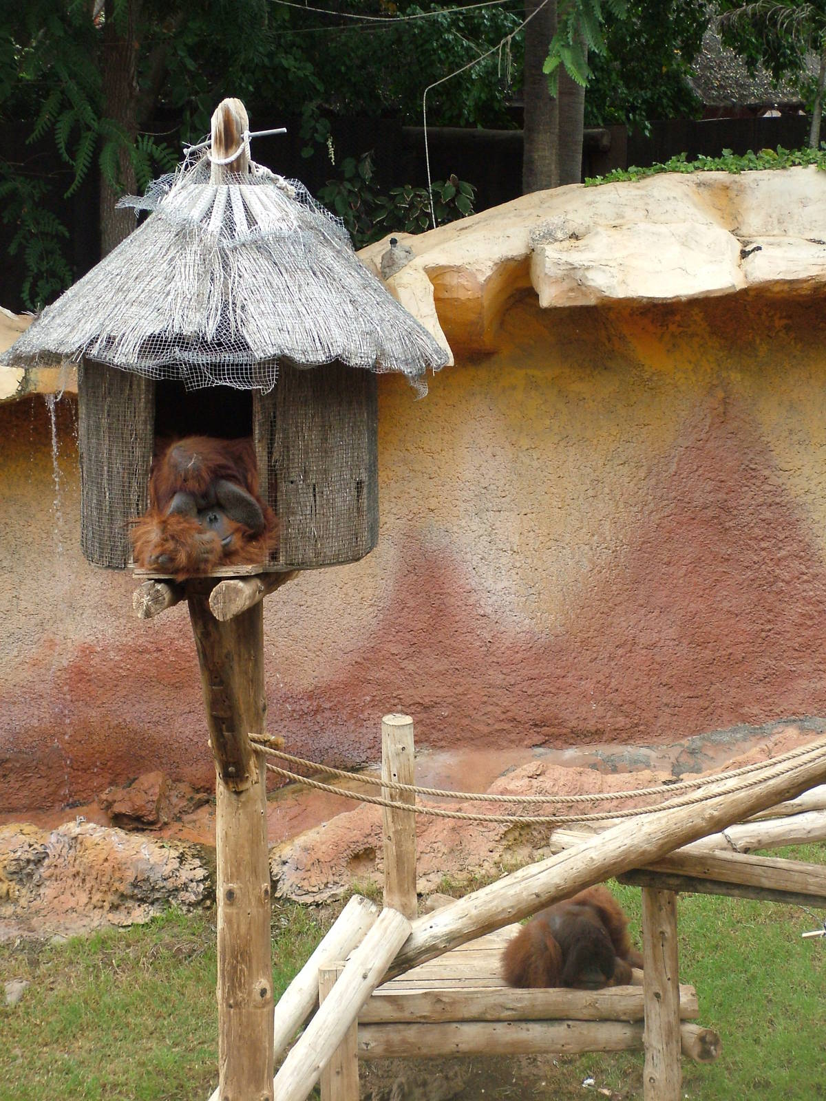 Orang-Utans at Jungle Park (Las Aguilas), 13/11/10