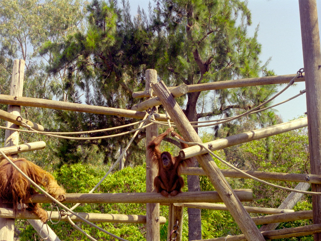 Orang-Utans at San Diego Zoo 1998