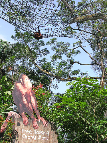 Orang Utans in the trees, Singapore Zoo