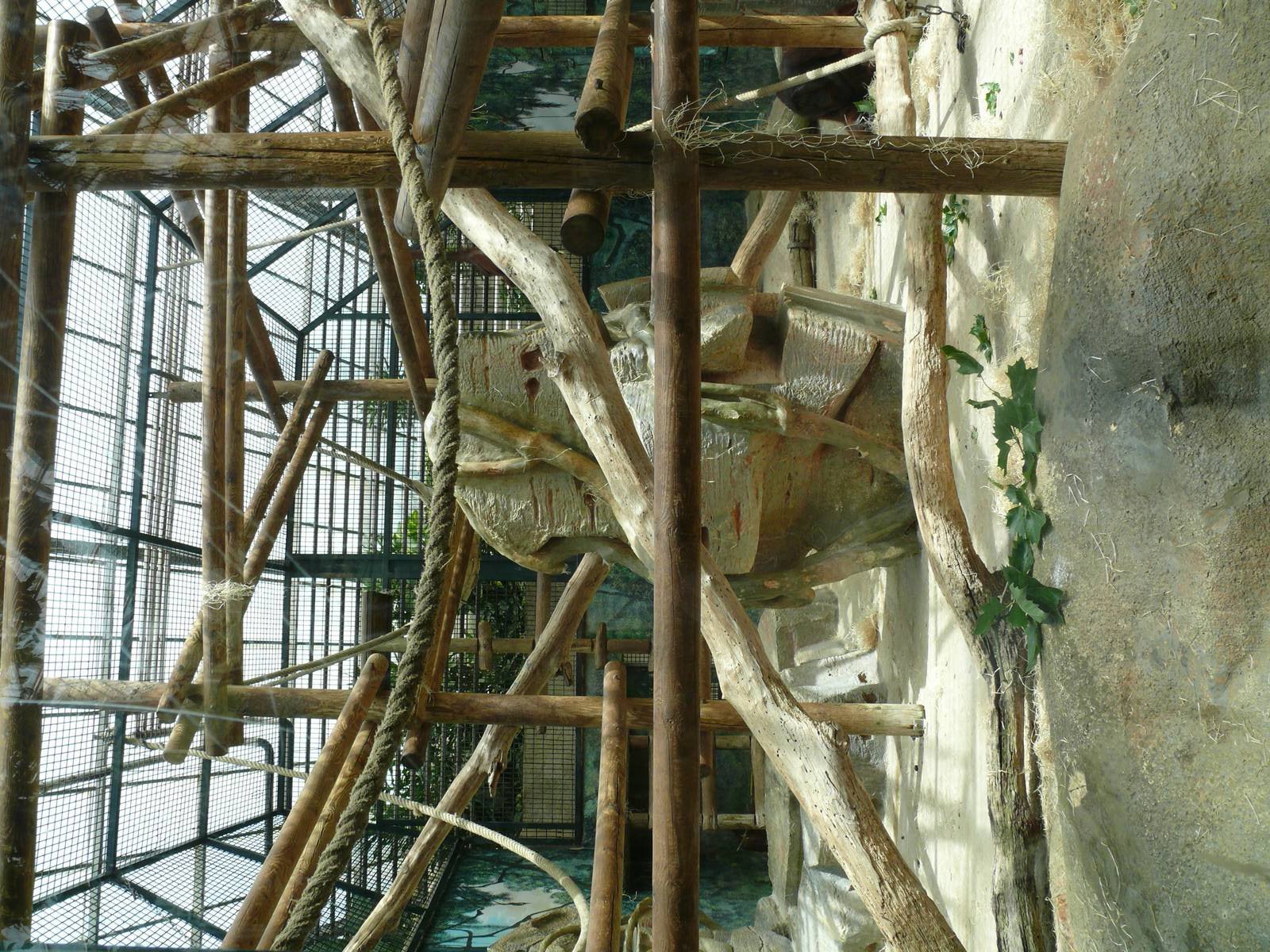 Orang-utans indoor exhibit
