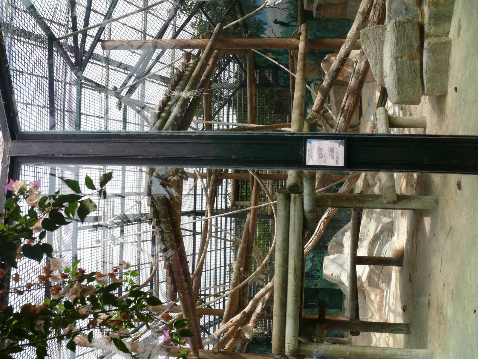 Orang-utans indoor exhibit