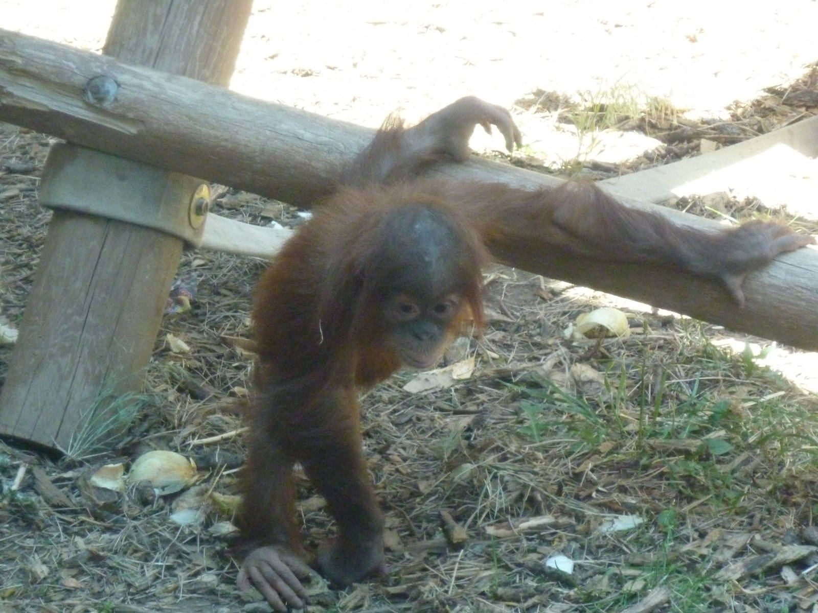 Orang Youngster