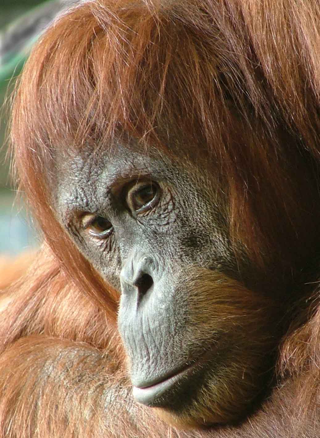 Orang