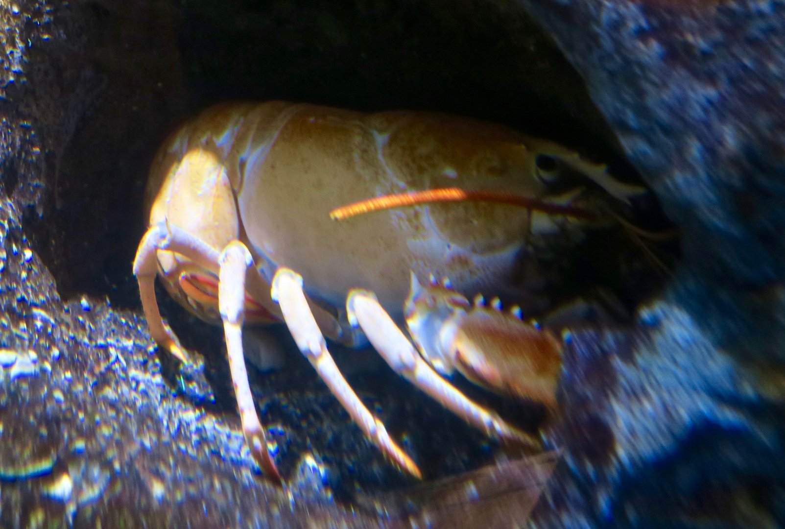 Orange American Lobster (Homarus americanus)