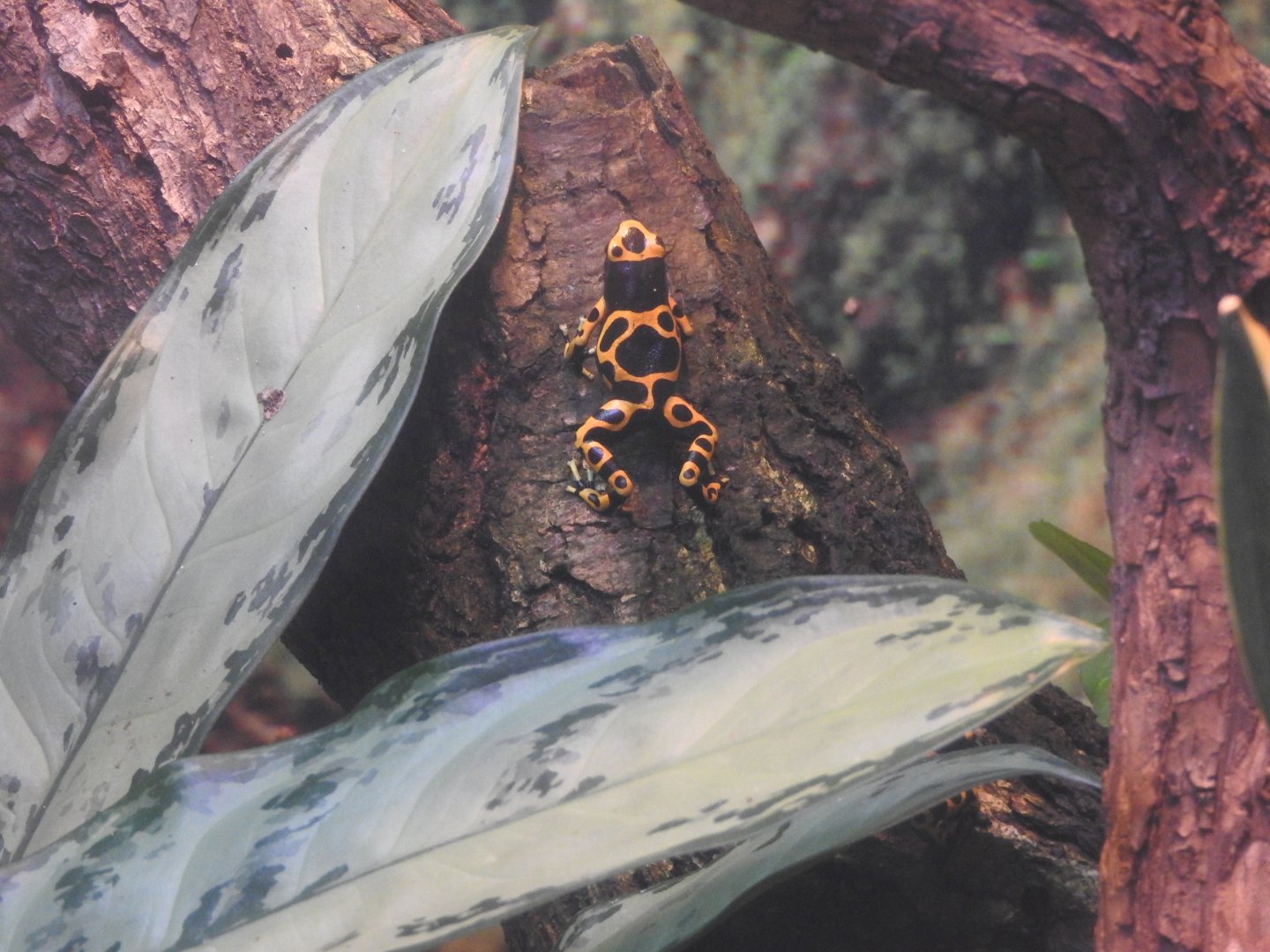 Orange and Black Poison Frog