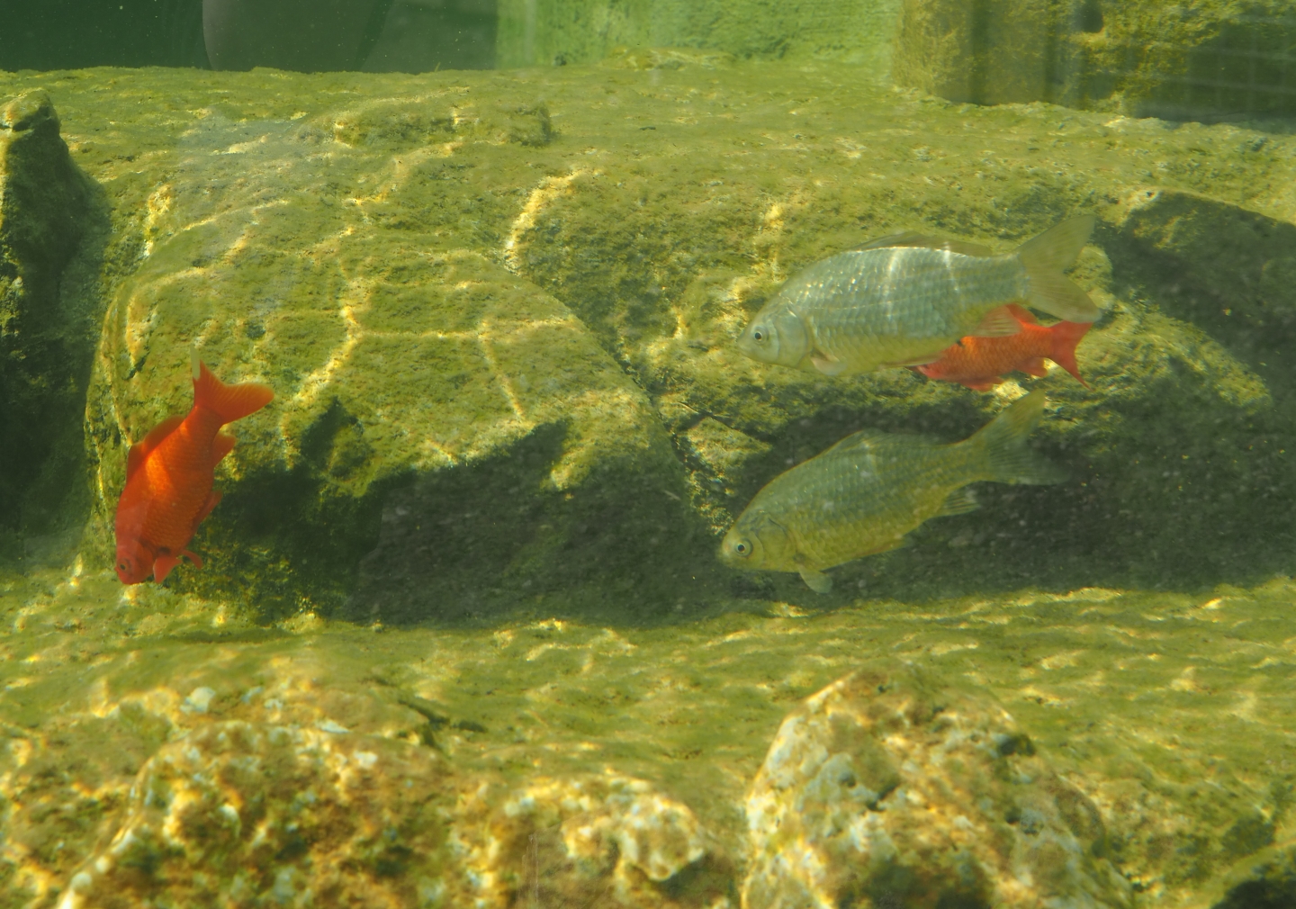 Orange and grey goldfish (Carassius auratus) in the alligator snapping turtle exhibit, 2019-04-06