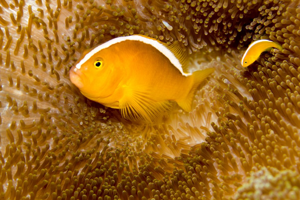 Orange Anemonefish