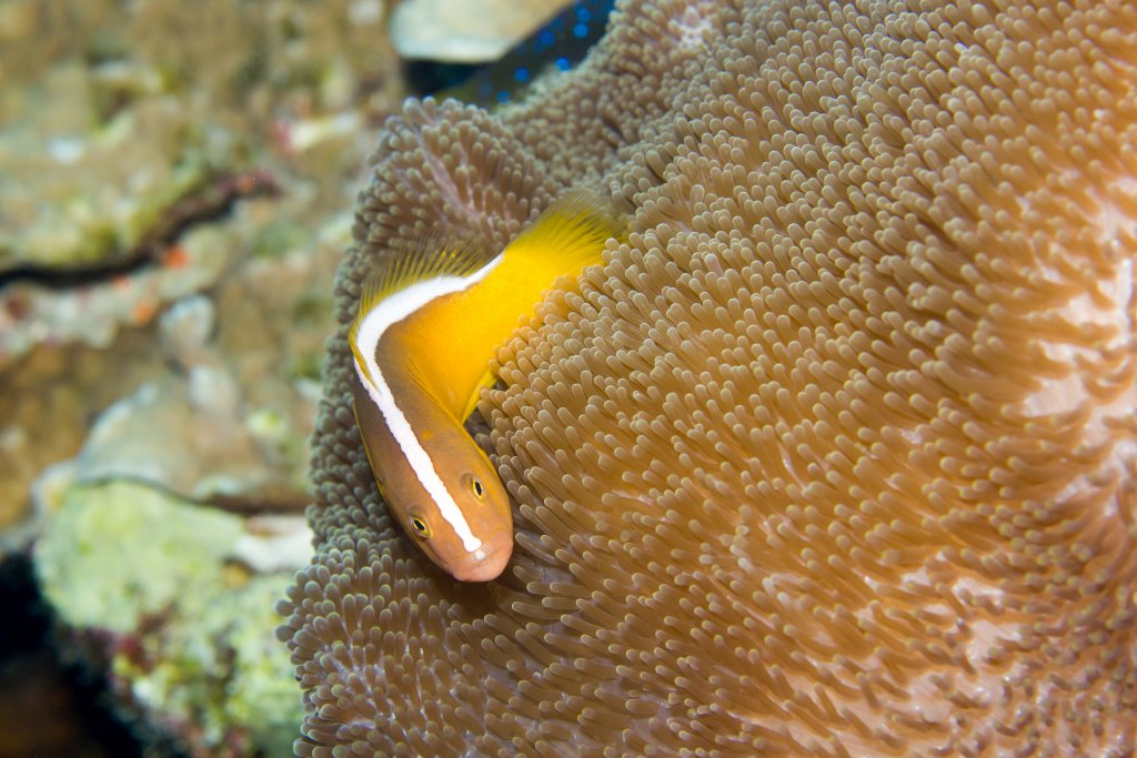 Orange Anemonefish
