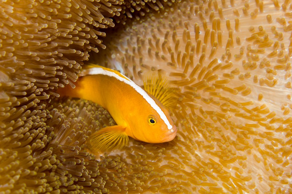 Orange Anemonefish