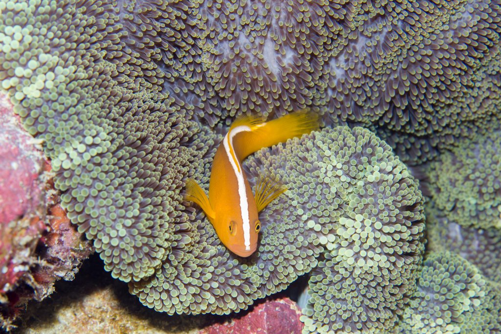 Orange Anemonefish
