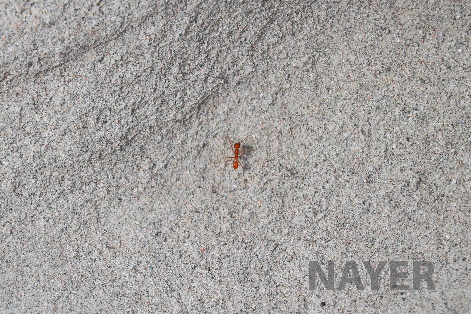Orange ant, April 2016