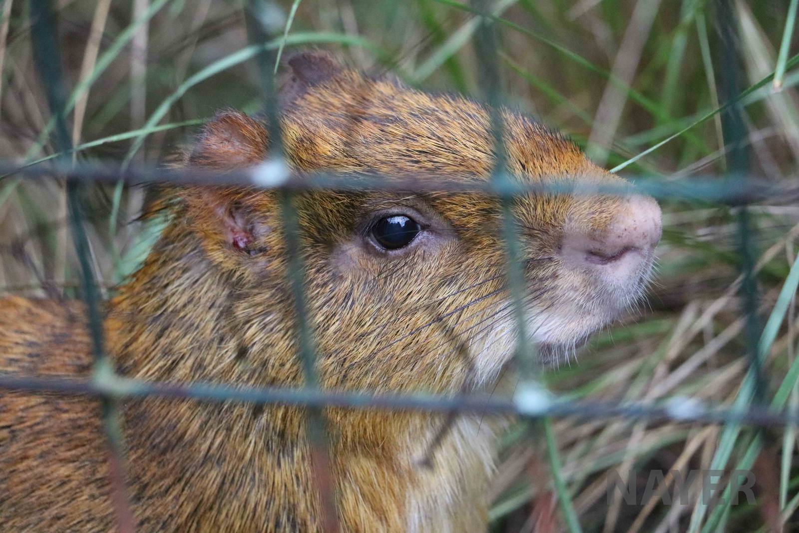 Orange Azara's agouti - Tatu Carreta, April 2016.