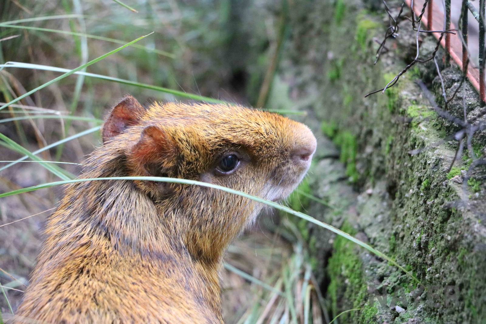 Orange Azara's agouti - Tatu Carreta, April 2016.