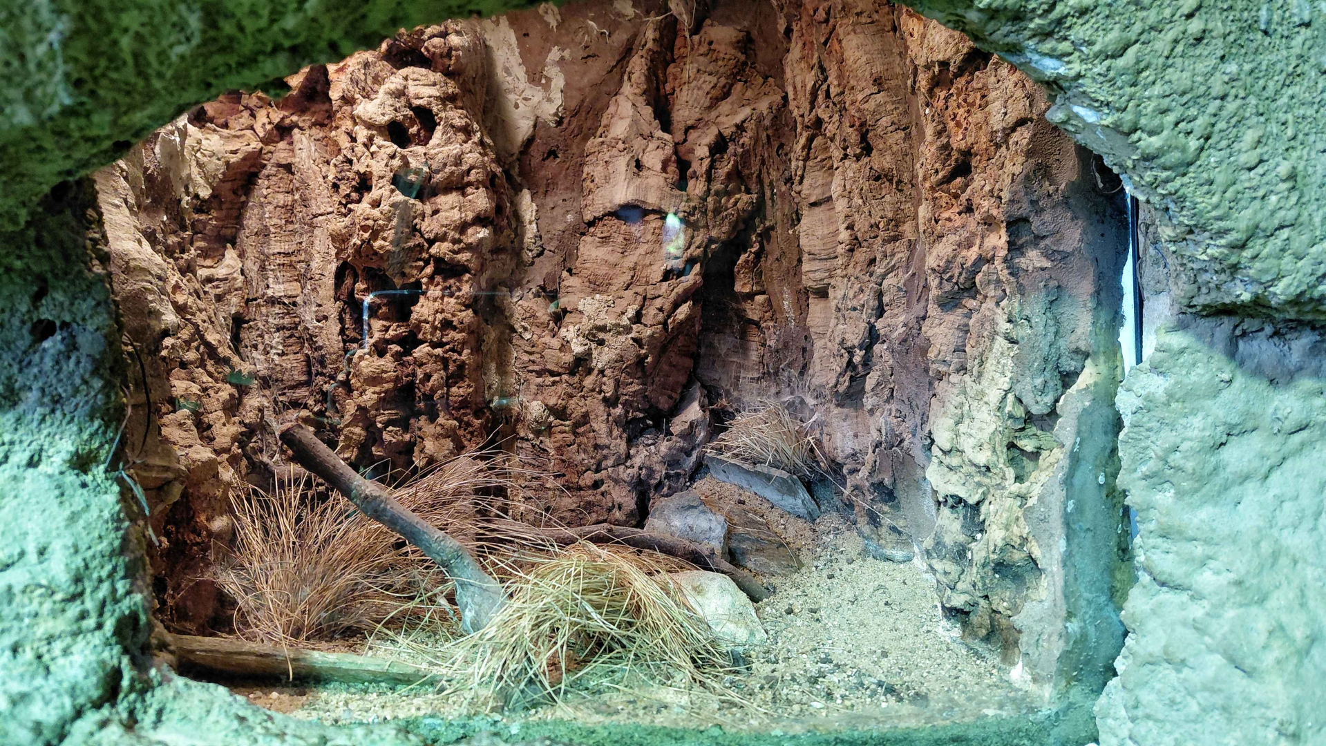 Orange baboon tarantula exhibit