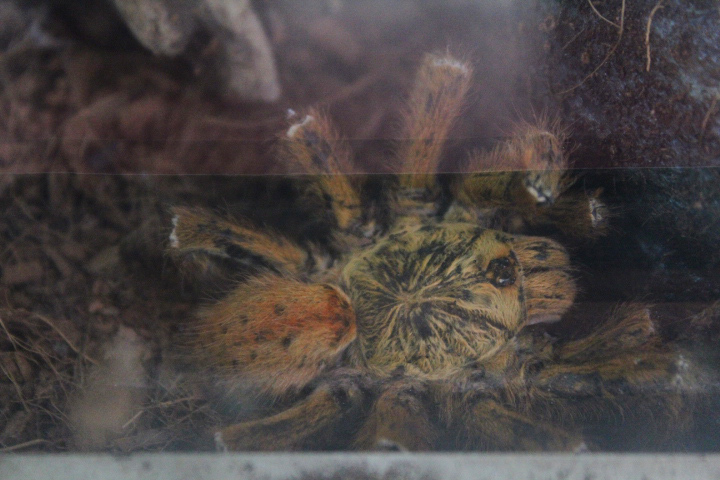 Orange baboon tarantula (Pterinochilus murinus)
