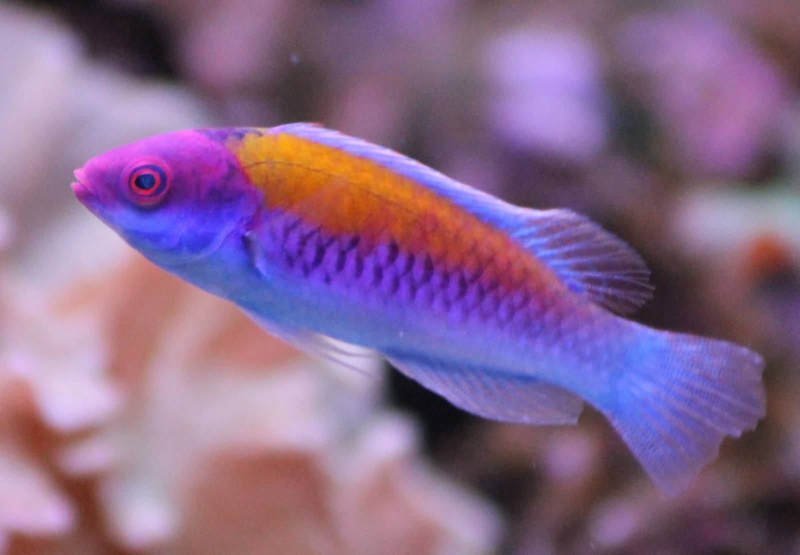 Orange-back Fairy wrasse