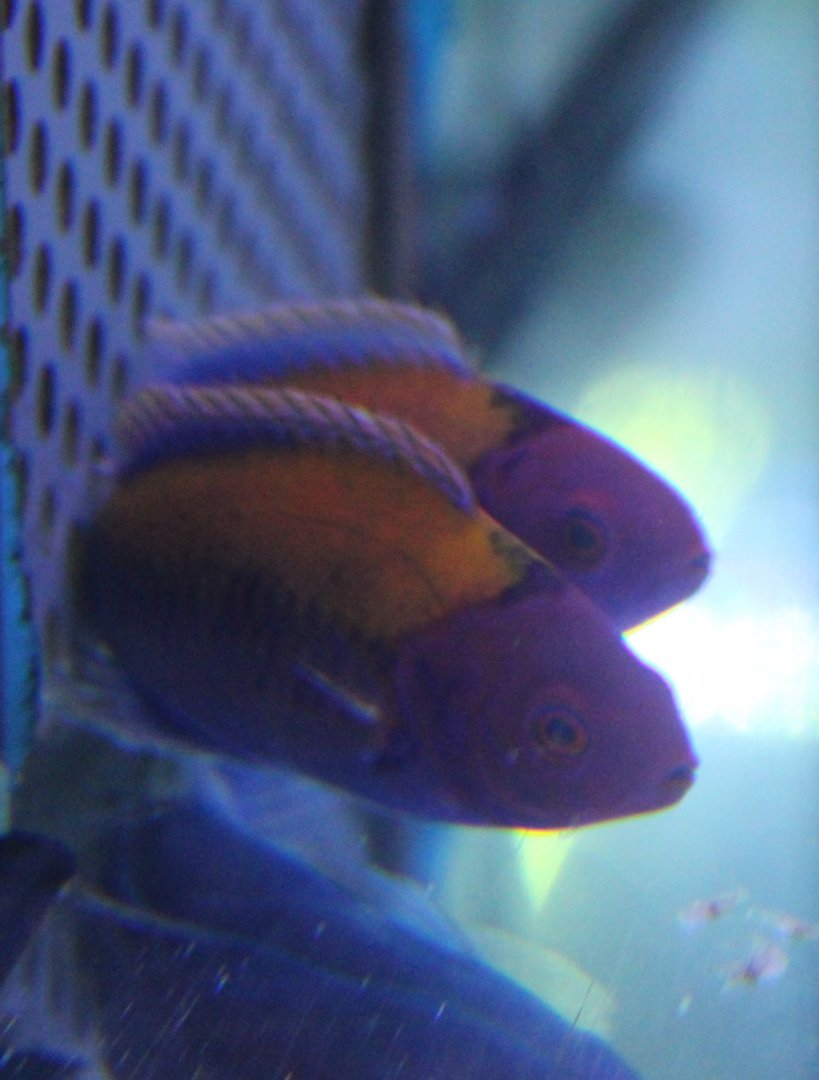 Orange-backed fairy wrasse - Cirrhilabrus aurantidorsalis