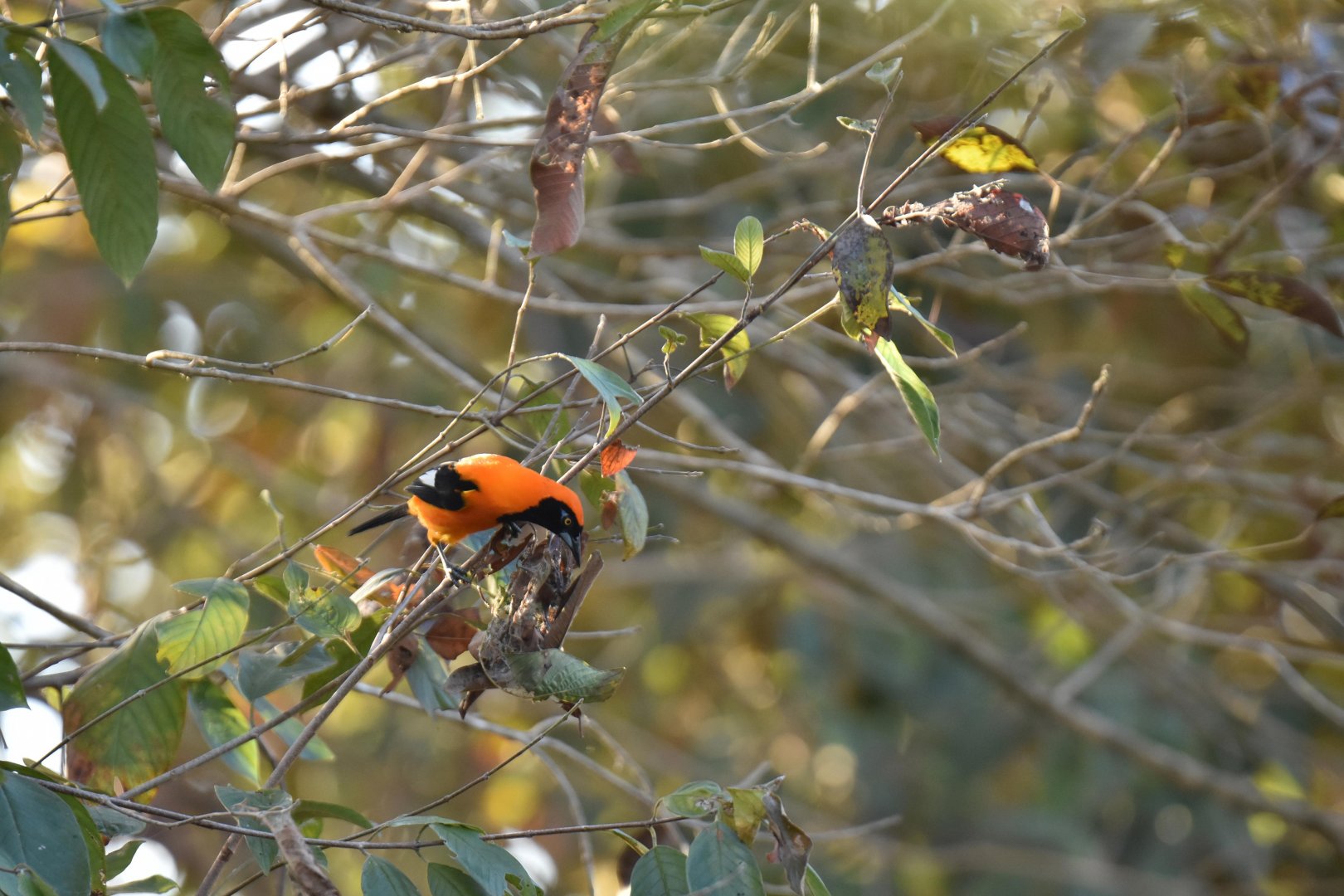 Orange-backed Troupial (Icterus croconotus)