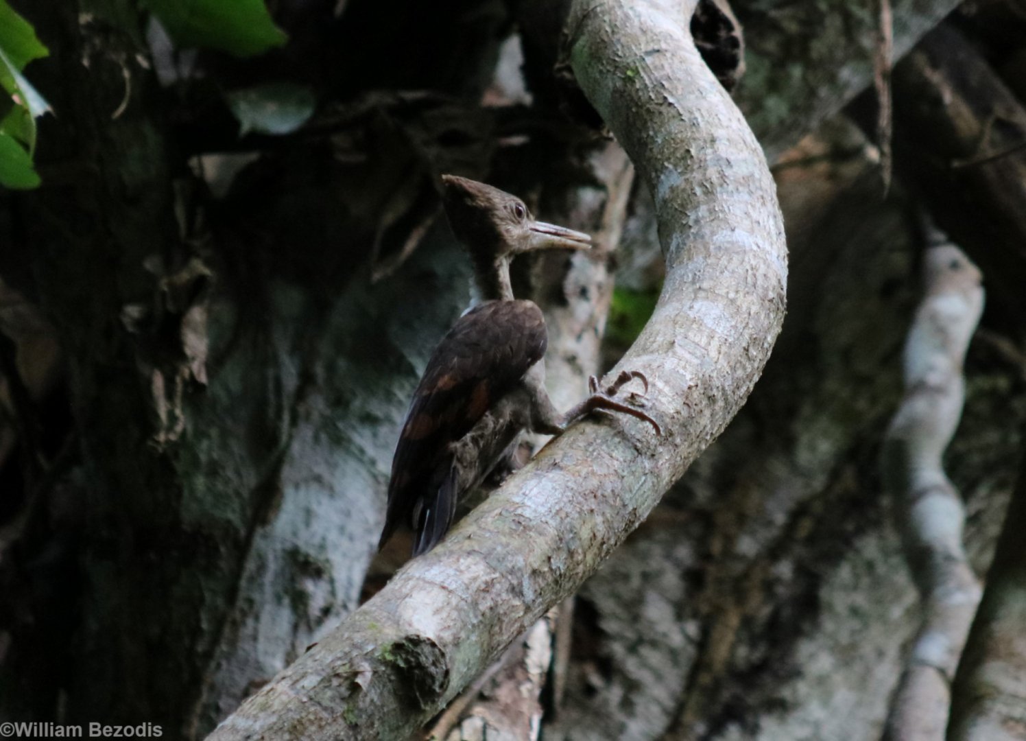 Orange-backed Woodpecker - Taman Negara