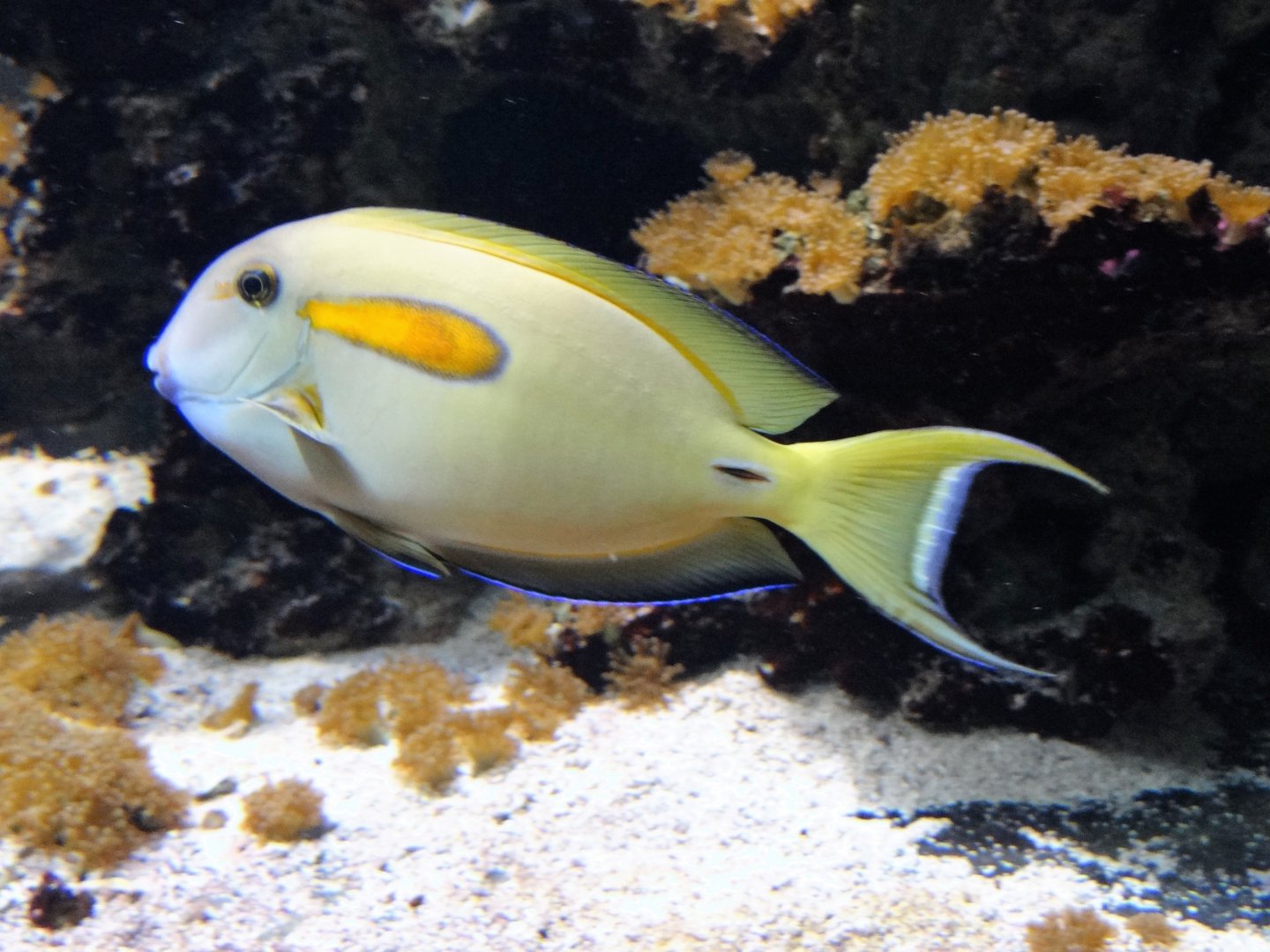 Orange Band Surgeonfisf