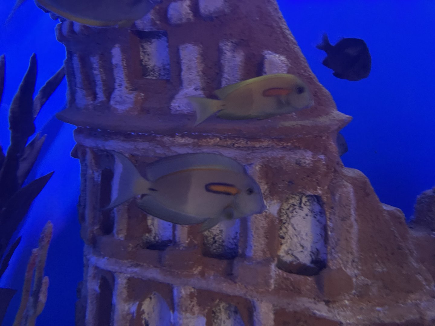 orange-band surgeonfish (acanthurus olivaceus) (1)