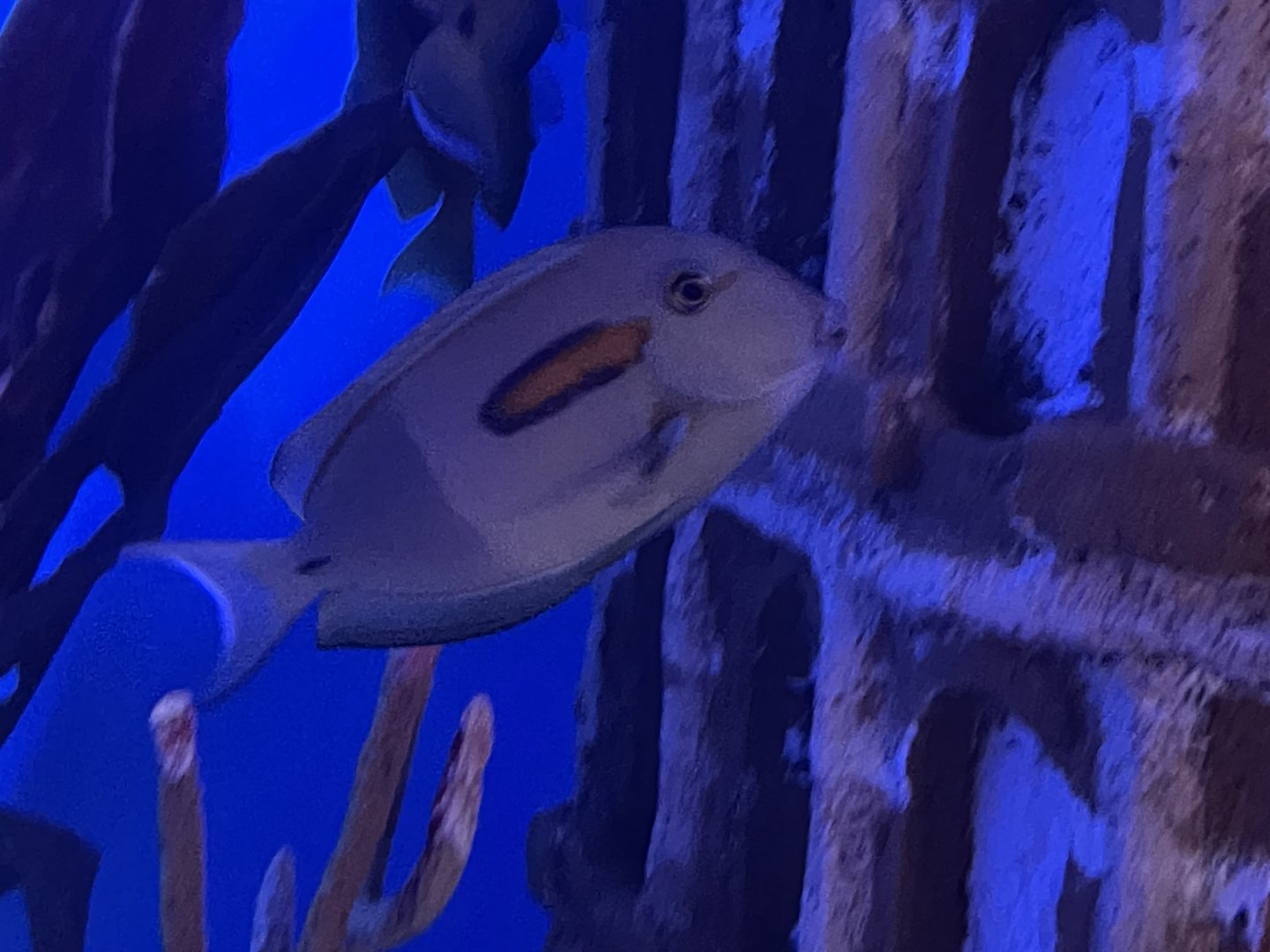 orange-band surgeonfish (acanthurus olivaceus) (2)