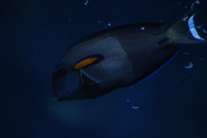 Orange-band surgeonfish (Acanthurus olivaceus) - BXSea