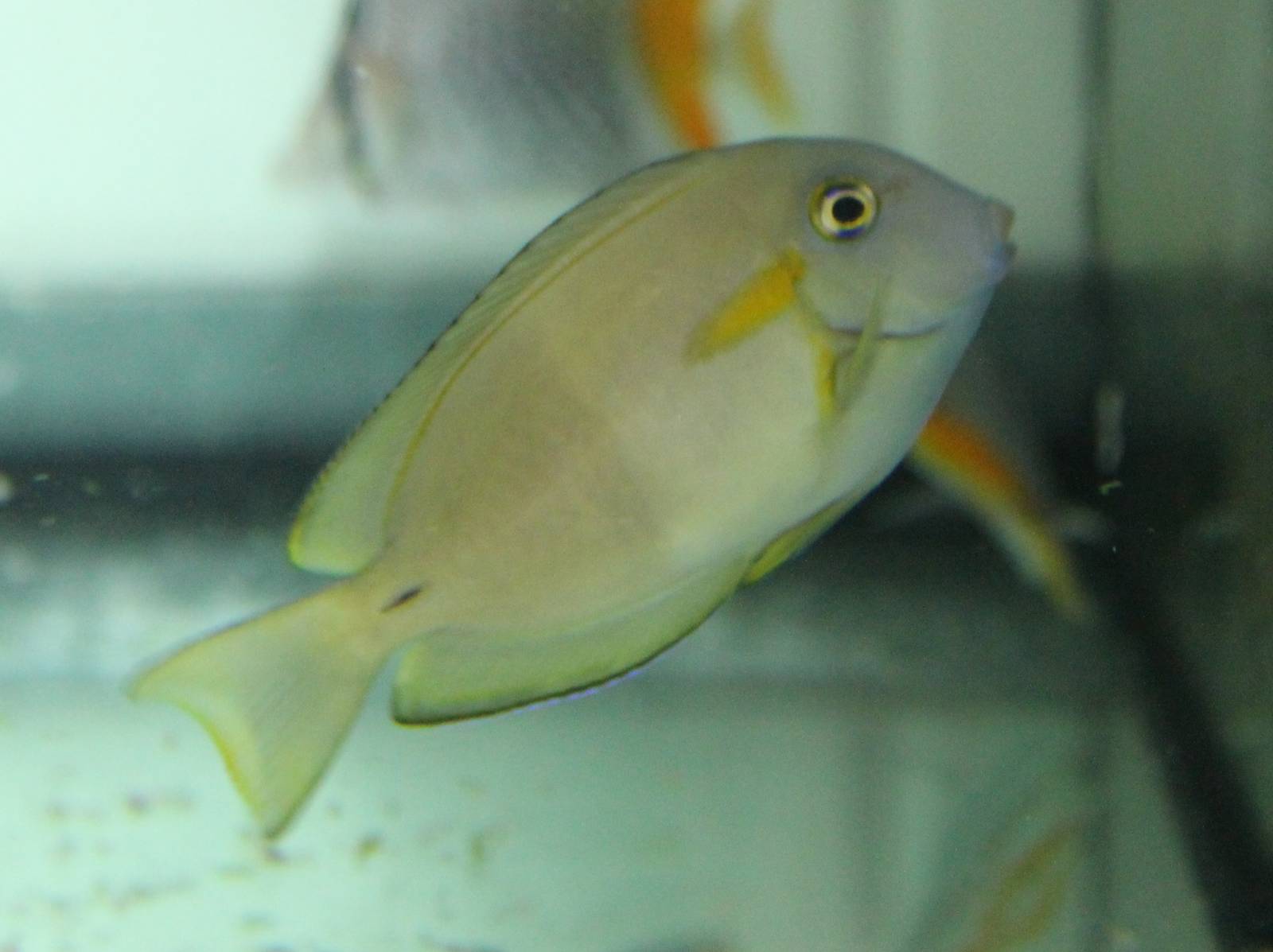 Orange-band Surgeonfish (Acanthurus olivaceus)