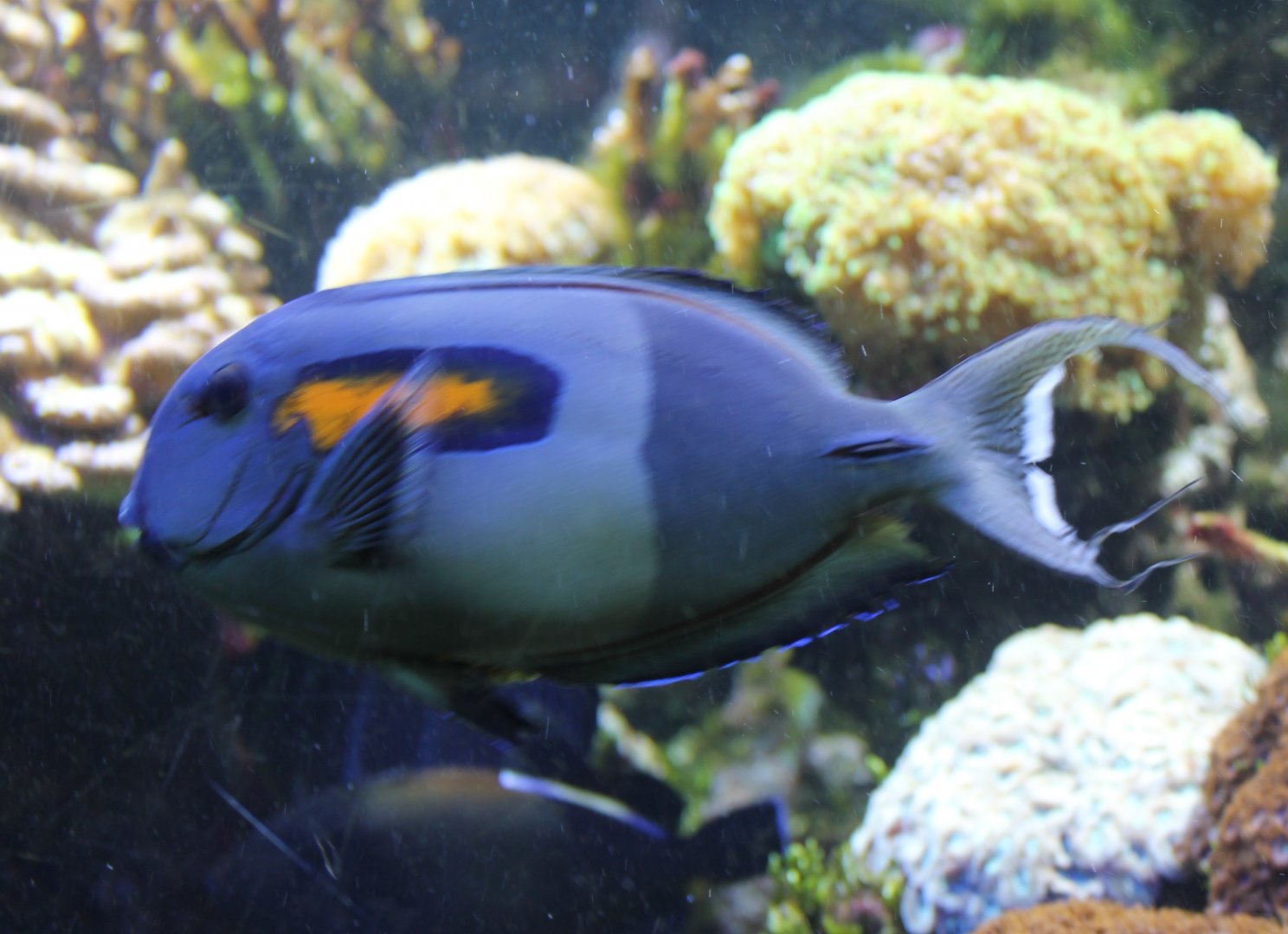 Orange-band surgeonfish - Acanthurus olivaceus