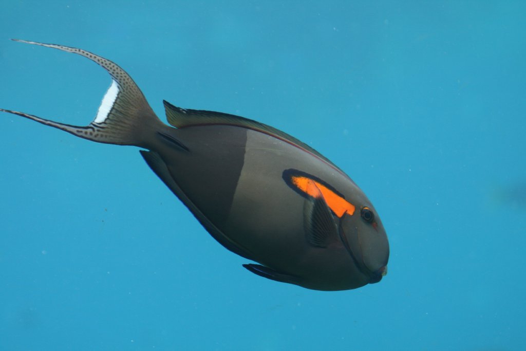 Orange-band Surgeonfish