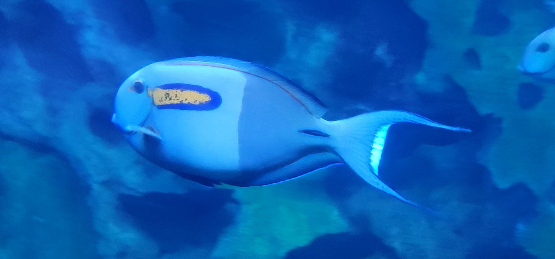 Orange Band Surgeonfish