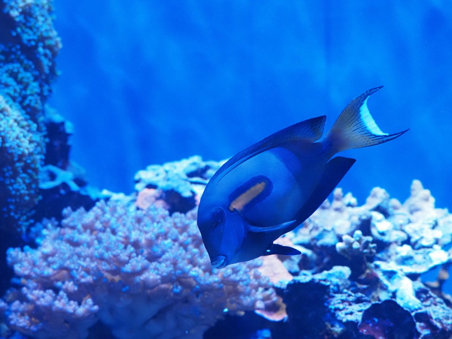 Orange Band Surgeonfish