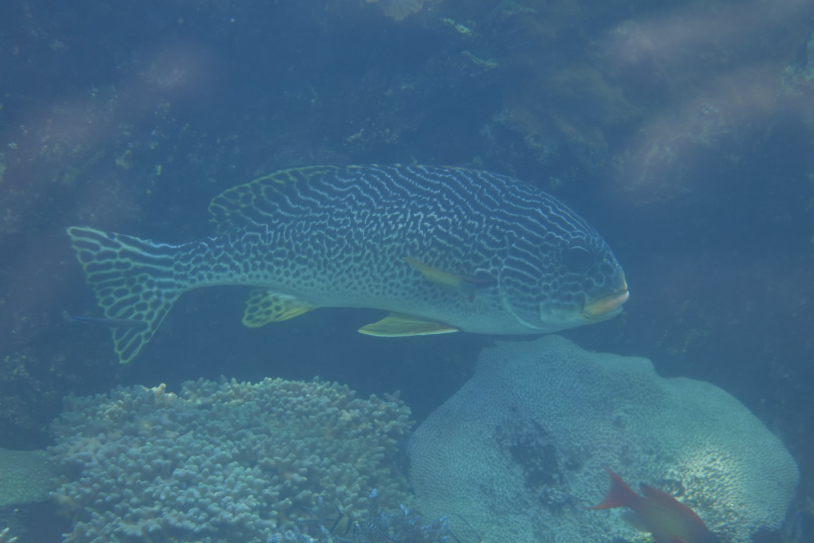 Orange-banded sweetlips
