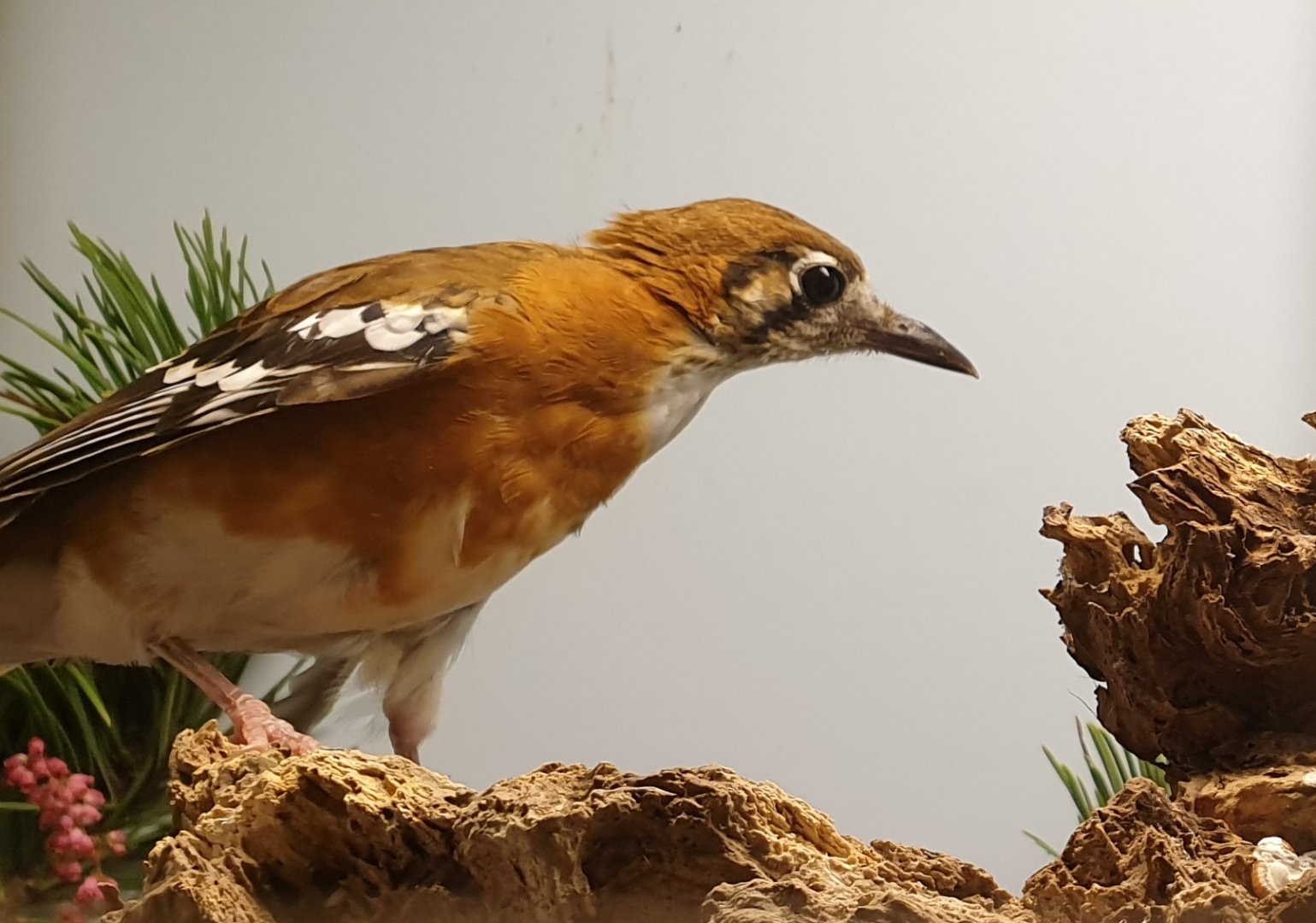 Orange-banded thrush