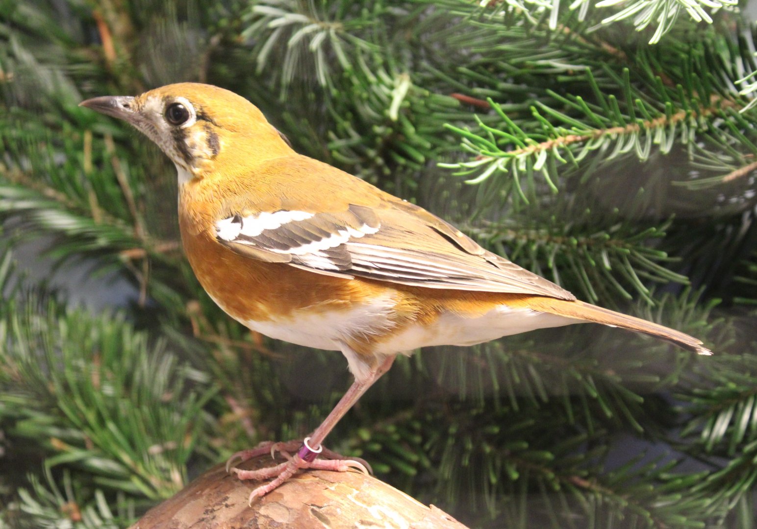 Orange-banded thrush