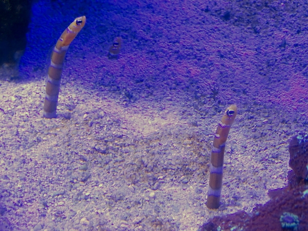 Orange-Barred Garden Eel (Gorgasia preclara)