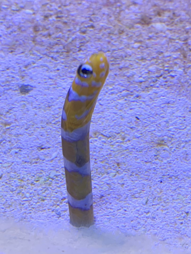 Orange-barred garden eel