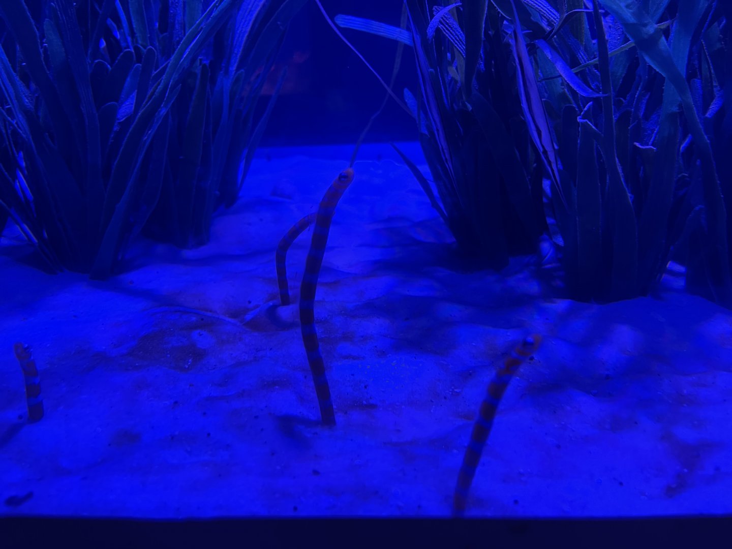 orange-barred garden eels (gorgasia preclara)