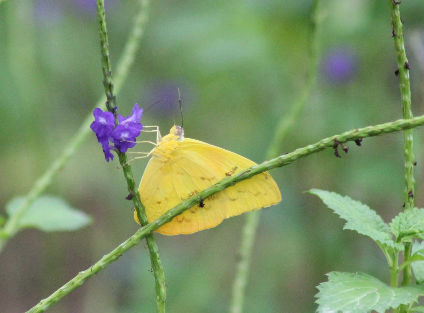 Orange-barred sulphur