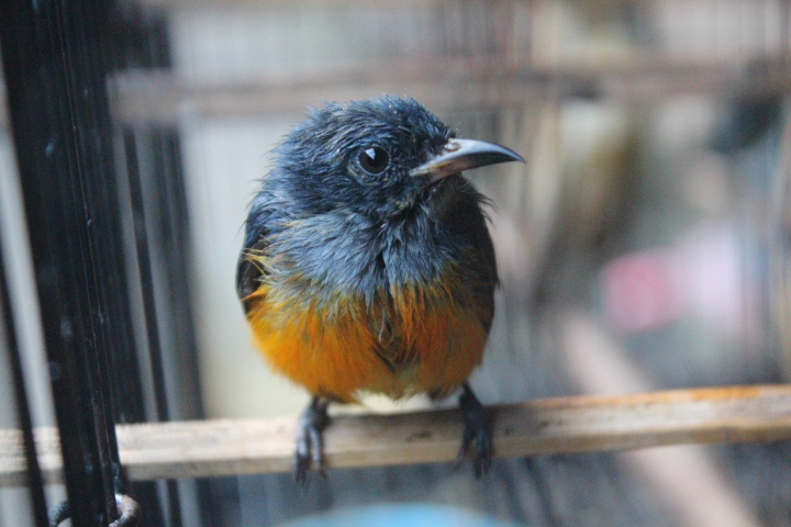 Orange-bellied flowerpecker (Dicaeum trigonostigma trigonostigma)