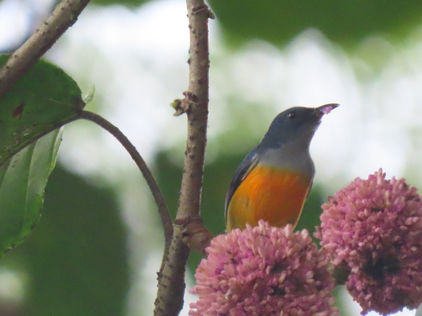 Orange-bellied flowerpecker (Dicaeum trigonostigma)