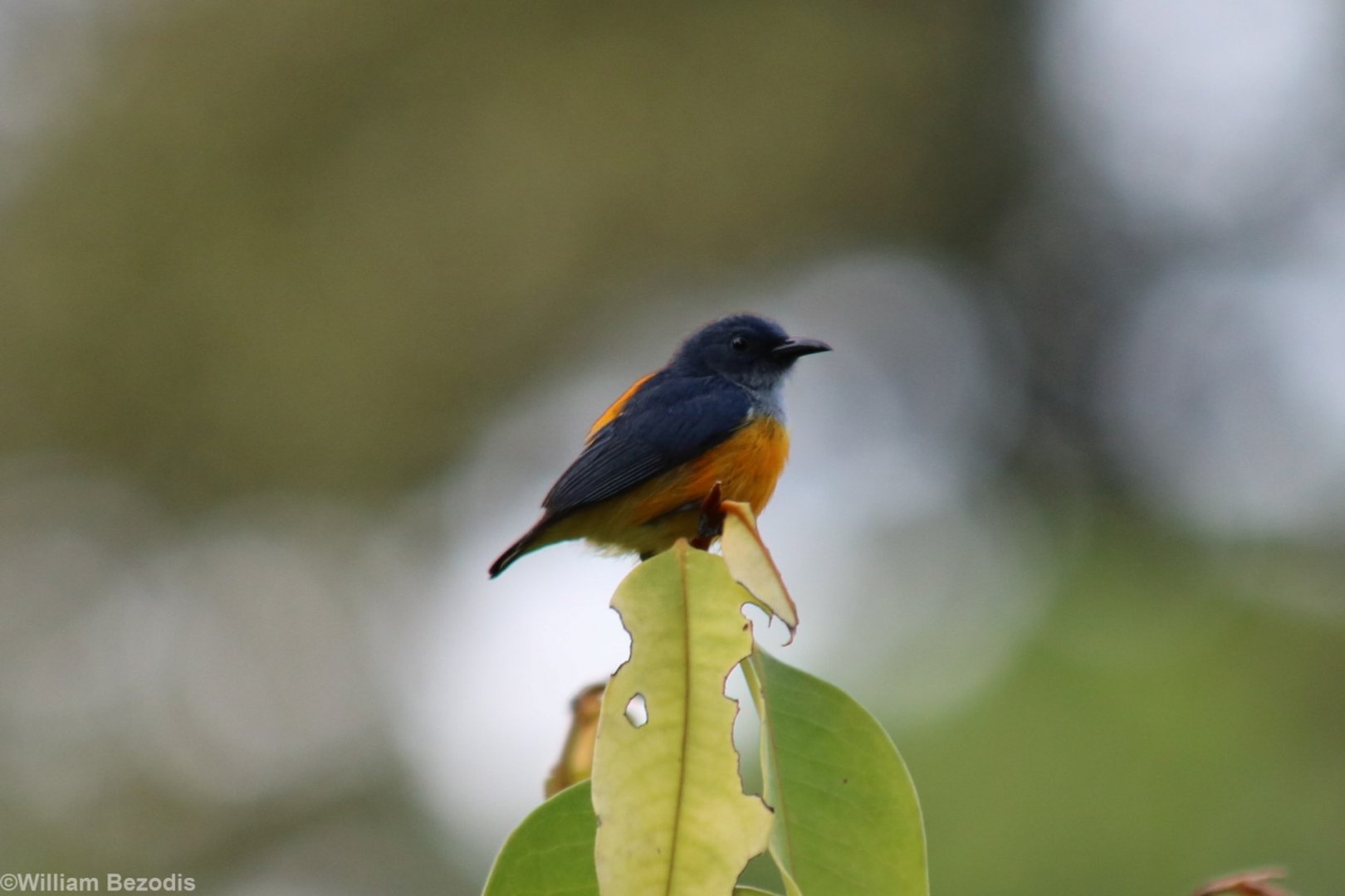 Orange-bellied Flowerpecker - Sepilok
