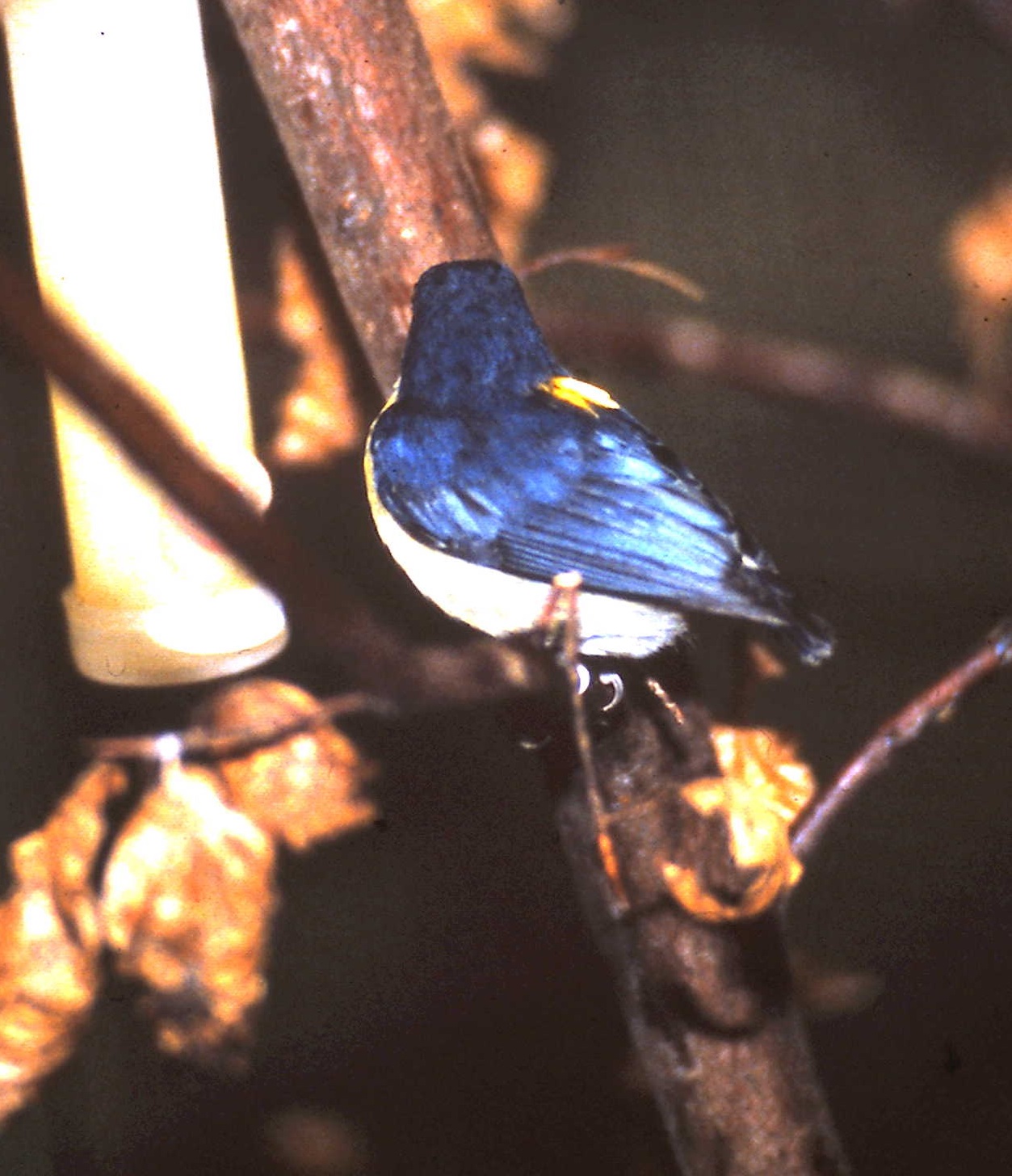 Orange-bellied flowerpecker