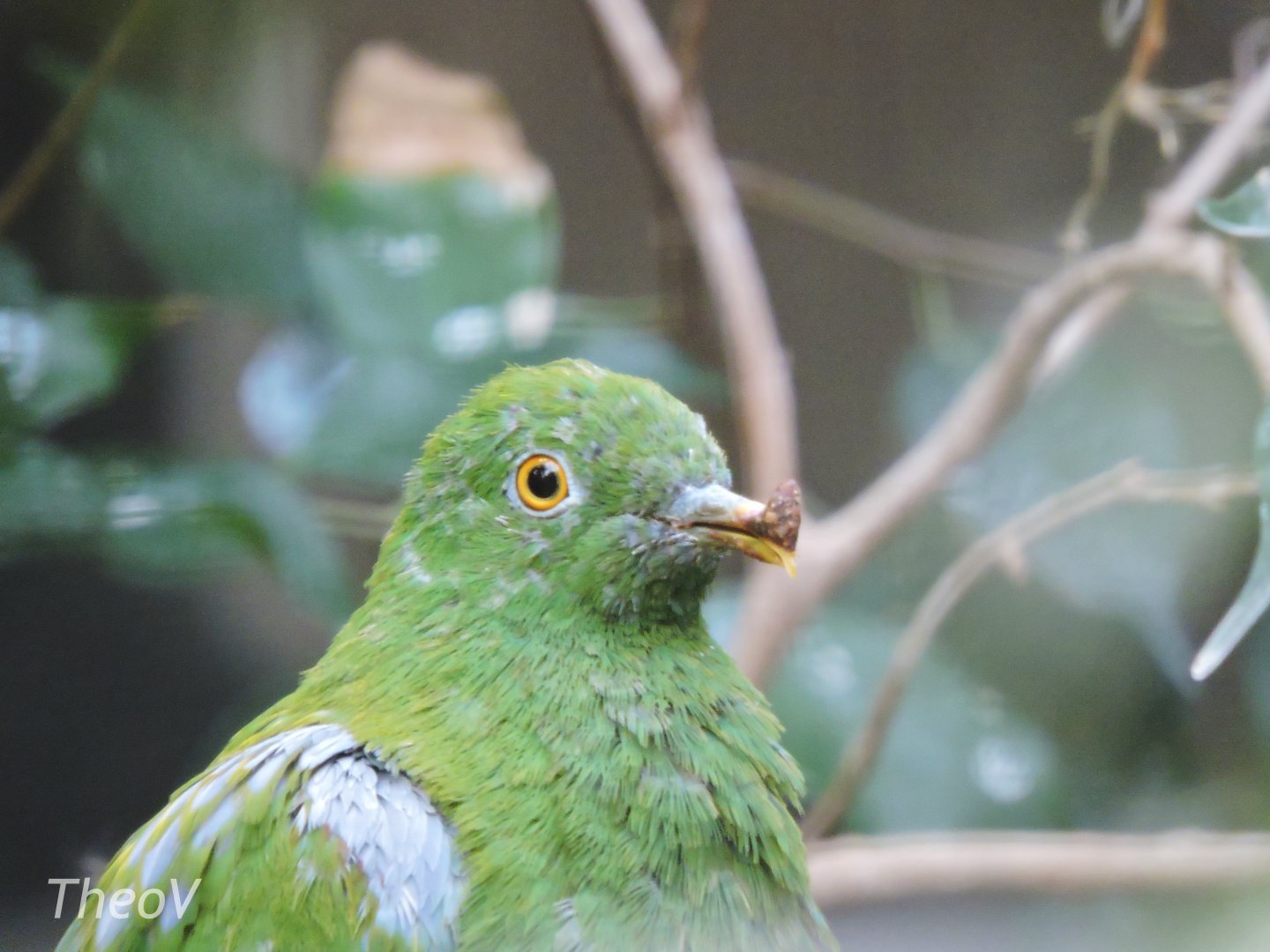 Orange-bellied fruit dove [2017]