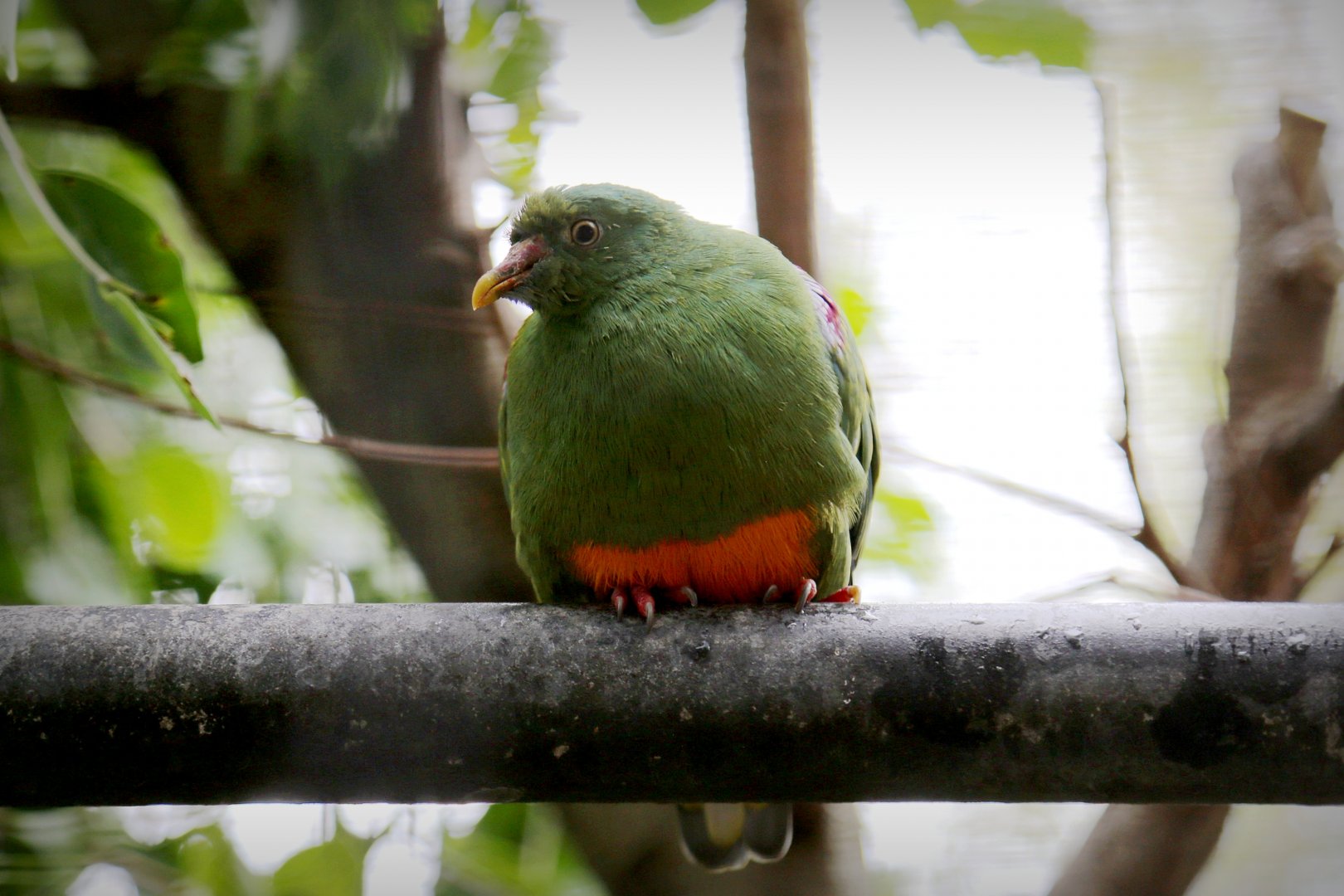 Orange-bellied Fruit-Dove (Ptilinopus iozonus), December 2015